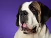 StBernard005