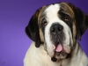 StBernard006