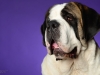 StBernard007