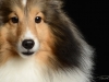 Tucker001