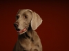 Weims 041