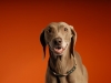 Weims 068