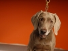 Weims 089