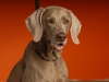 Weims 113