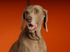 Weims 115