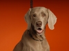 Weims 118