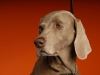 Weims 139