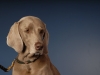 Weims 219