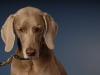 Weims 221
