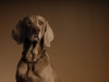 Weims 235