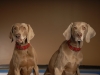 Weims 261