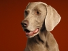 Weimaraner 0002
