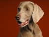 Weimaraner 0002