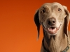 Weimaraner 0003