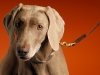 Weimaraner 0005