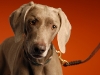 Weimaraner 0006