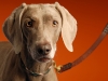 Weimaraner 0007