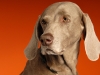 Weimaraner 0009