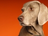 Weimaraner 0010