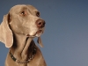 Weimaraner 0011