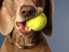 Weimaraner 0012