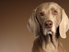 Weimaraner 0013