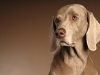 Weimaraner 0014