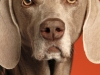 Weimaraner 0015