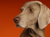 Weimaraner 0016