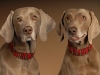 Weimaraner 0017