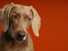 Weimaraner 0020 - New