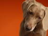 Weimaraner 0022 - New