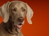 Weimaraner 0023 - New