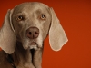 Weimaraner 0024 - New