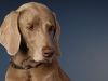 Weimaraner 0025 - New