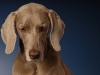 Weimaraner 0026 - New