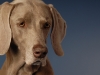 Weimaraner 0027 - New