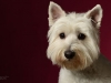 Westies001