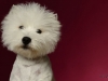 Westies009