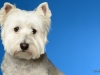Westies001