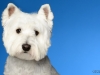 Westies002