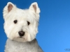 Westies003