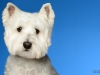 Westies004