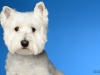 Westies005
