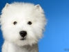 Westies006