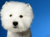 Westies007