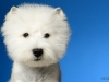 Westies008