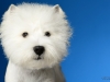 Westies009