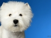 Westies010