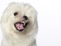 Westies001